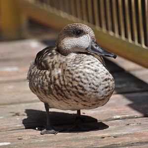 Marbled teal/ Marmaronetta angustirostris