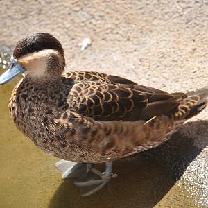 Hottentot teal/ Anas punctata