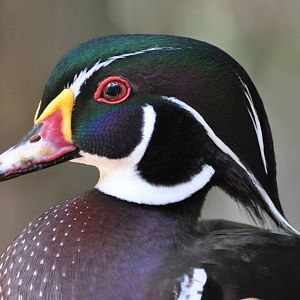 North American wood duck/ Aix sponsa