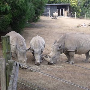 Hamilton Zoo White Rhino