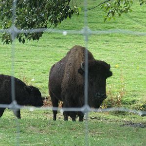 Hamilton Zoo American Bison