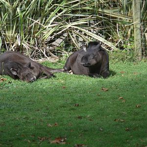 Hamilton Zoo Brazilian Tapir
