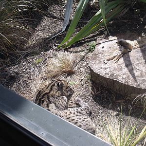 Hamilton Zoo Fishing cat