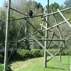 Hamilton Zoo Chimpanzee