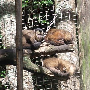 Hamilton Zoo Brown Capuchin