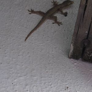 Underwater World - Gecko ID?
