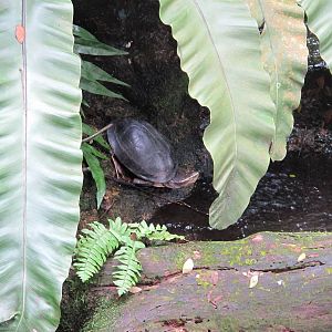Singapore Zoo - Turtle ID