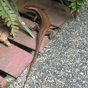 Singapore Zoo - Skink ID