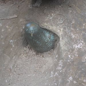 Sealion and Penguin Shores model