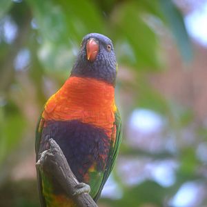 Rainbow Lorikeet