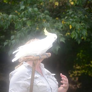 Captain the Cockatoo