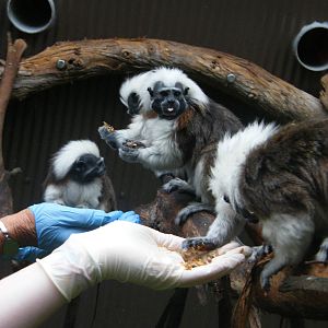 Feeding the Tamarins