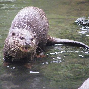 Otter