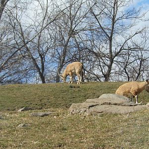 Bronx Zoo- Baboon Reserve- Pair of Ibex