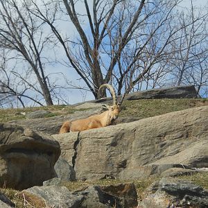 Bronx Zoo- Baboon Reserve- Male Ibex Resting on Rock Ledge