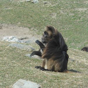 Bronx Zoo- Baboon Reserve- Male Gelada