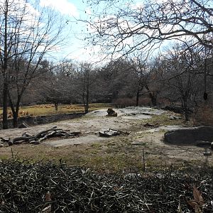 Bronx Zoo- African Plains- Lion Exhibit (In the Dead of Winter)
