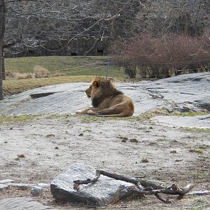 Bronx Zoo- African Plains- Male Lion