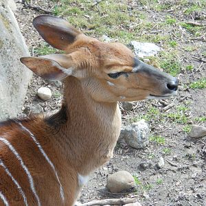 Bronx Zoo- African Plains- Female N'yala Profile Close-up