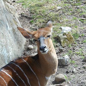 Bronx Zoo- African Plains- Female N'yala Staring At Me