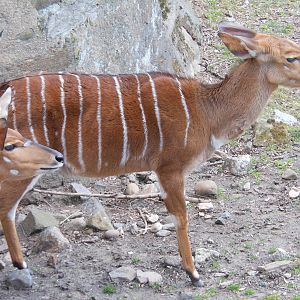 Bronx Zoo- African Plains- Pair of Female N'yala Looking On