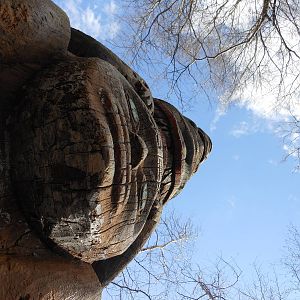 Bronx Zoo- Big Bears- Looking Up At the Totem Pole