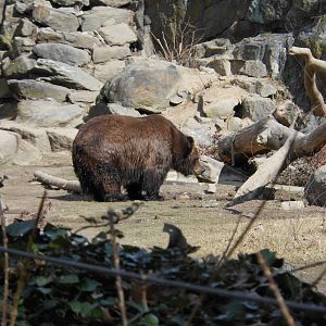 Bronx Zoo- Big Bears- Grizzly Bear
