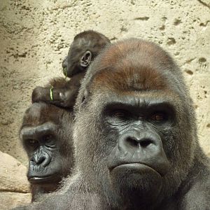 Family portrait, 12th April 2012.