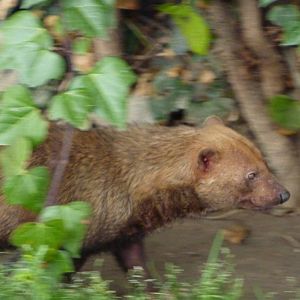 Bush dog, 12th April 2012.