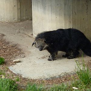 Binturong, 12th April 2012.