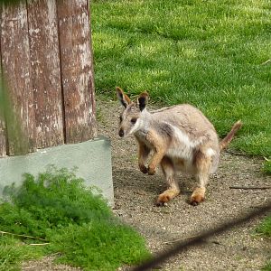 Yellow-footed rock wallaby, 12th April 2012.