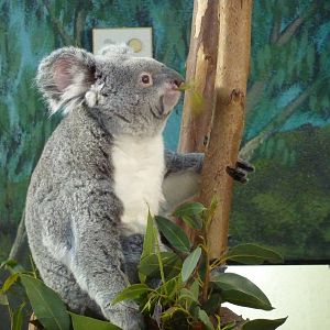 Koala, 12th April 2012.