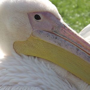 Eastern White Pelican at Blackpool Zoo 01/04/12
