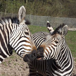 Hartmann's Mountain Zebra at Blackpool Zoo 01/04/12