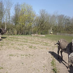 Ostrich and Zebra paddock at Blackpool Zoo 01/04/12
