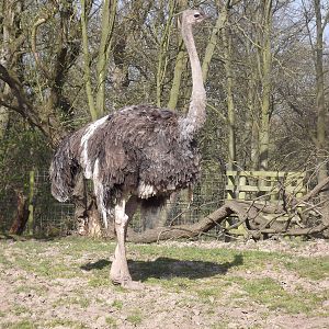 Ostrich at Blackpool Zoo 01/04/12