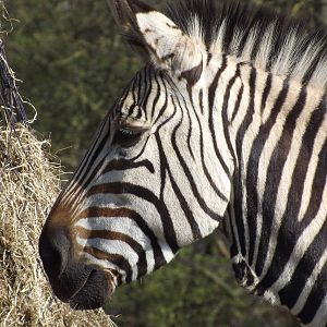 Hartmann's Mountain Zebra at Blackpool Zoo 01/04/12