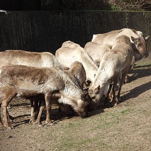 Reindeer herd at Blackpool Zoo 01/04/12