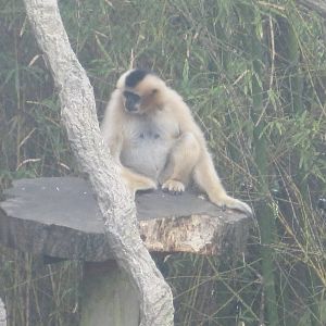Jungala- White-Cheeked Gibbon
