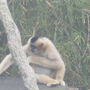 Jungala- White-Cheeked Gibbon