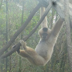 Jungala- White-Cheeked Gibbon