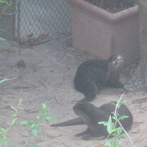Jungala- Asian Small-Clawed Otters
