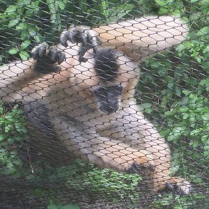 Jungala- White Cheeked Gibbon