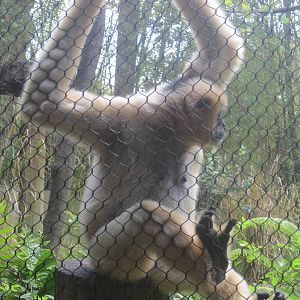 Jungala- White-Cheeked Gibbon