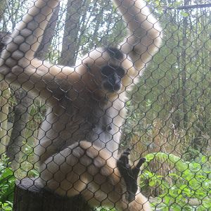 Jungala- White-Cheeked Gibbon