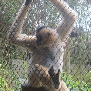 Jungala- White-Cheeked Gibbon