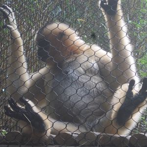 Jungala- White-Cheeked Gibbon