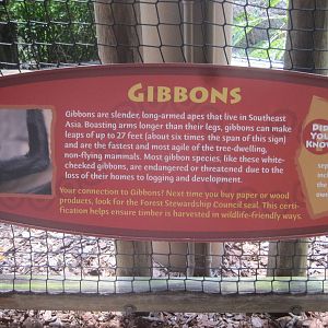 Jungala- Gibbon Signage
