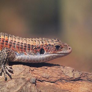 Western Plated Lizard