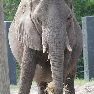 African Elephant
